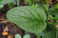 Scrophularia auriculata