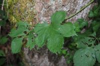 Humulus lupulus