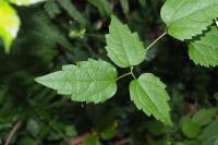 Clematis vitalba