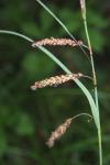 Carex flacca