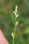 Carex remota