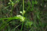 Cyperus eragrostis