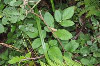 Angelica sylvestris