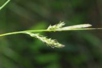 Carex sylvatica