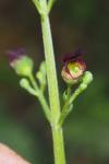 Scrophularia auriculata