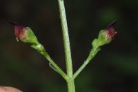 Scrophularia auriculata