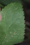Scrophularia auriculata