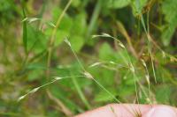 Juncus bufonius