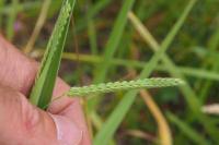 Paspalum dilatatum