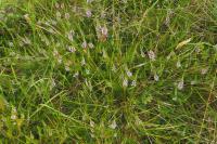 Erica vagans