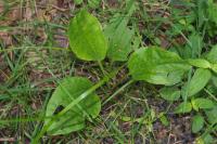 Plantago major