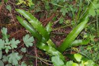 Asplenium scolopendrium