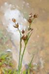 Juncus articulatus