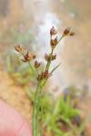 Juncus articulatus