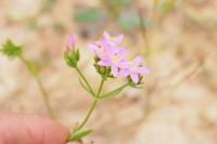 Centaurium erythraea