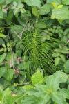 Equisetum telmateia