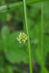 Juncus effusus