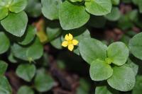 Lysimachia nemorum