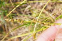 Carex divulsa