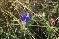 Gentiana pneumonanthe