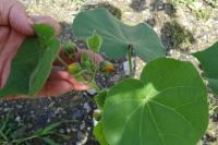 Abutilon theophrasti