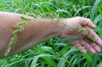 Echinochloa crus-galli
