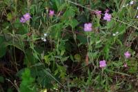Oenothera rosea