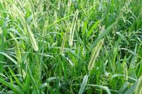 Setaria pumila