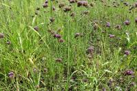 Verbena brasiliensis