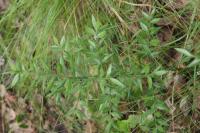 Ruscus aculeatus