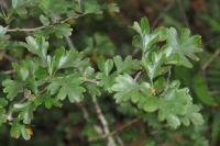 Crataegus monogyna