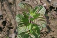 Mentha aquatica