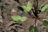 Alisma plantago-aquatica