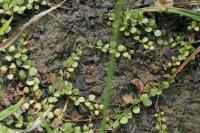 Lysimachia tenella