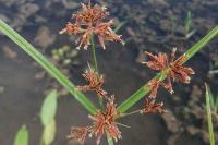 Cyperus longus