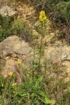 Solidago virgaurea subsp. virgaurea