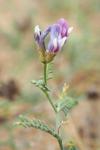 Astragalus baionensis