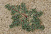 Euphorbia peplis