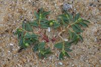 Euphorbia polygonifolia