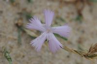 Dianthus gallicus
