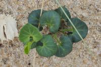 Convolvulus soldanella