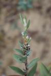 Polygonum maritimum