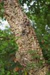 Quercus suber