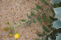 Hieracium eriophorum