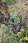 Hieracium eriophorum