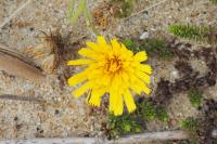 Hieracium eriophorum