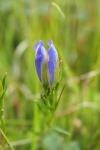 Gentiana pneumonanthe