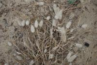 Lagurus ovatus
