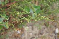 Artemisia campestris subsp. maritima