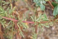 Artemisia campestris subsp. maritima